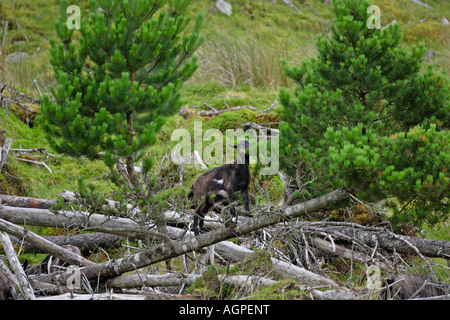 Wilde Ziege Capra Hircus stehend auf gefallene Kiefer Fütterung auf Nadeln Stockfoto