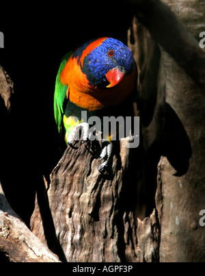 Rot collared Lorikeet Trichoglossus Rubritorquis Northern Territory Australien Stockfoto