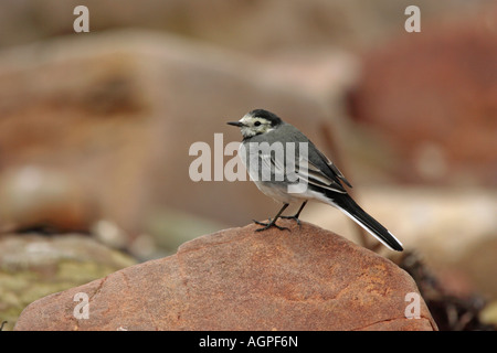 Trauerschnäpper Bachstelze Motacilla Alba Yarrellii thront auf Felsen mit Blickkontakt Stockfoto