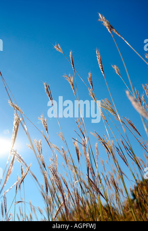 Close Up einer Getreide gegen blauen Himmel Stockfoto