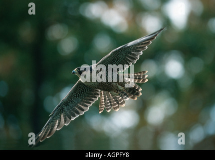 Peregrine Falcon Stockfoto