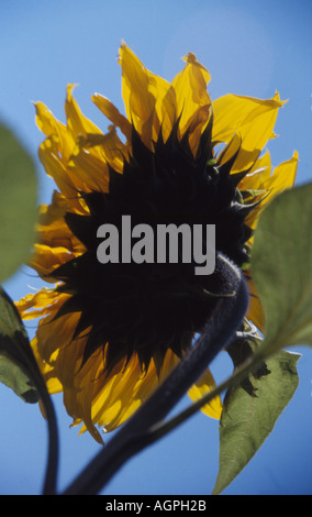 Sonnenblume Stockfoto