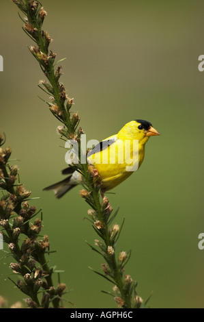 Amerikanische Stieglitz Zuchtjahr Tristis männlich Stockfoto