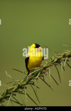 Amerikanische Stieglitz Zuchtjahr Tristis männlichen Land zwischen den Seen Kentcuky Stockfoto
