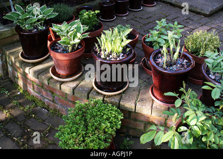 Young Hostas in Garten Töpfe gepflanzt Stockfoto