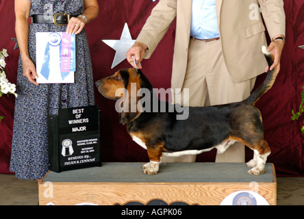 Basset Hound Dog Show Corydon Indiana zu gewinnen Stockfoto