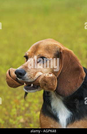 Mischling Beagle Cocker Spaniel Hund hält Rohhaut Knochen Stockfoto
