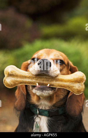 Mischling Beagle Cocker Hund hält Rohhaut Knochen Stockfoto