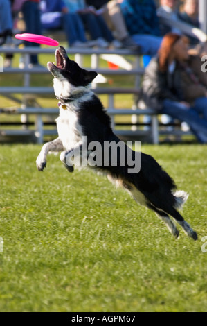 Border Collie In Versuch, während der Wettbewerb Disc Dog 2004 Bundesfinale Frisbee fangen In die Luft springen Stockfoto