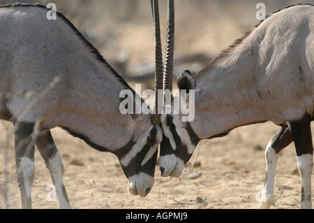 Gemsbock / Beisa Stockfoto