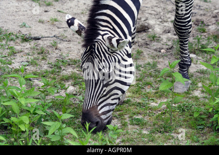 Das Zebra Stockfoto