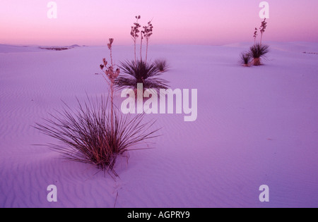 Adams Nadel / schwach-Leef Yucca Stockfoto