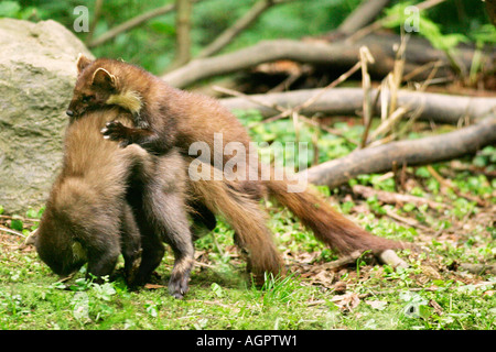 Baummarder / Baummarder / Edelmarder Stockfoto