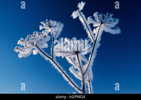 Kuh-Petersilie / Wiesenkerbel Stockfoto