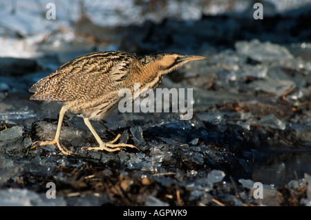 Rohrdommel / eurasischen Rohrdommel / Grosse Rohrdommel Stockfoto