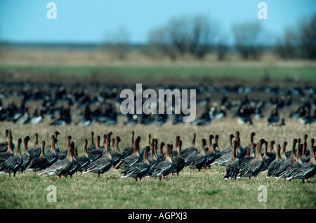 Pink-footed Goose / Kurzschnabelgans Stockfoto