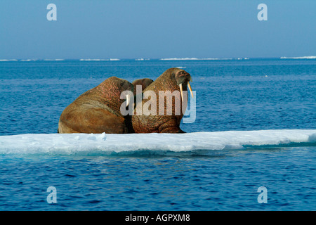 Walross Stockfoto