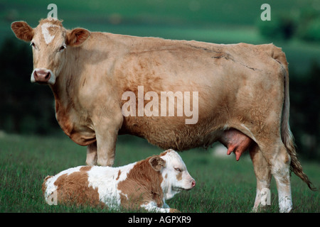 Fleckvieh Stockfoto