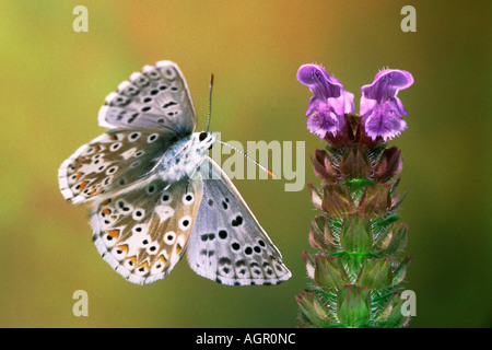 Chalk Hill blau / Silbergruener Blaeuling Stockfoto