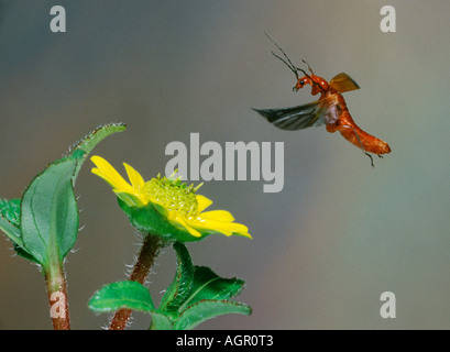 Schwarz-bestückte Soldat Käfer / Rotgelber Weichkaefer Stockfoto