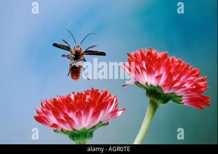 Gemeinsame Cantharid / gemeiner Soldat Käfer / Tafel Weichkaefer Stockfoto