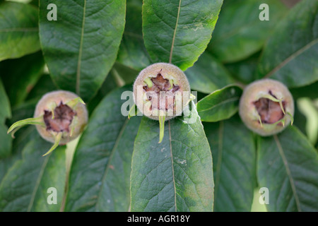 Reif Mispel (Mespilus germanica) Früchte Stockfoto