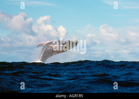 Buckelwal Stockfoto