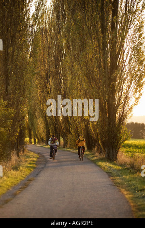 Allee / Boulevard Stockfoto