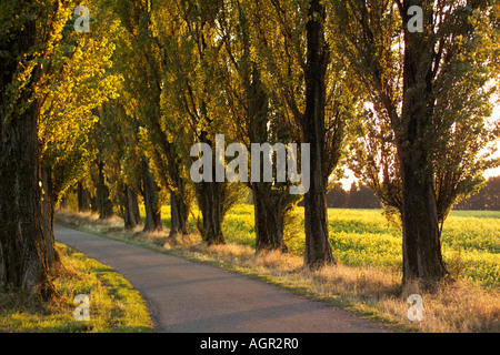 Allee / Boulevard Stockfoto