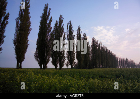 Allee / Boulevard Stockfoto