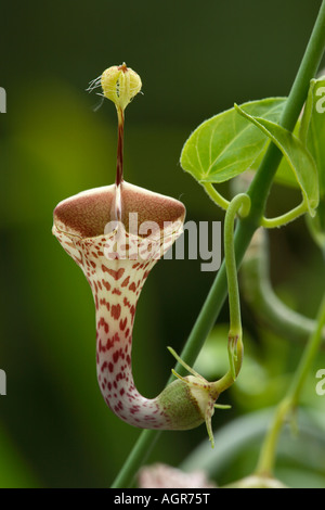 Blume von Ceropegia haygarthii, manchmal auch als Laternenpflanze bekannt Stockfoto