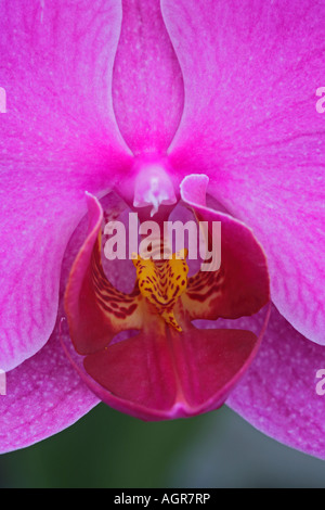 Phalaenopsis hybride Moth Orchid Sorte Stockfoto