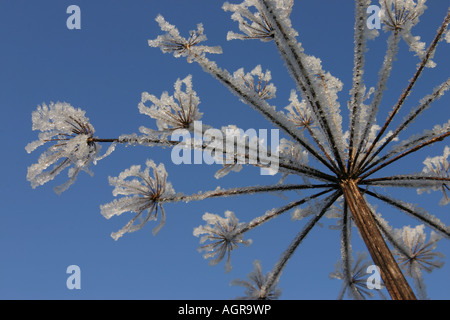 Frost auf Bärenklau vor blauem Himmel Stockfoto