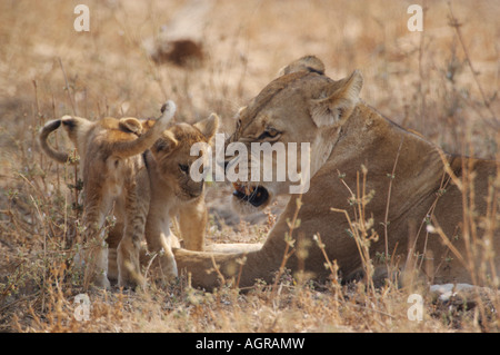 Löwin knurrt im cub Stockfoto