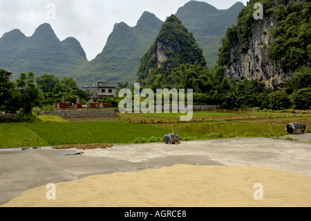 China-Guangxi-Yangshuo geernteten Reis Trocknen auf dem Boden in der Nähe von den Reisfeldern Stockfoto