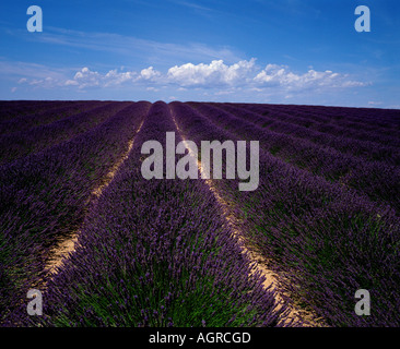 Lavendel Feld / Echter Lavendel / Lavendelfeld Stockfoto