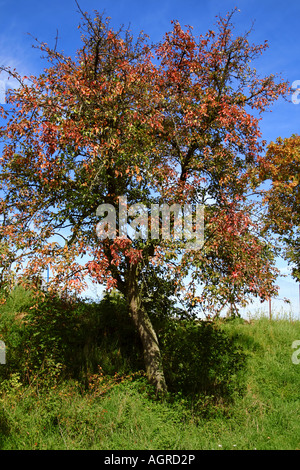 Ein einsamer Baum mit lebhaftem Herbstlaub steht auf einem grasbewachsenen Hügel unter einem klaren blauen Himmel, umgeben von üppigem Grün. Stockfoto