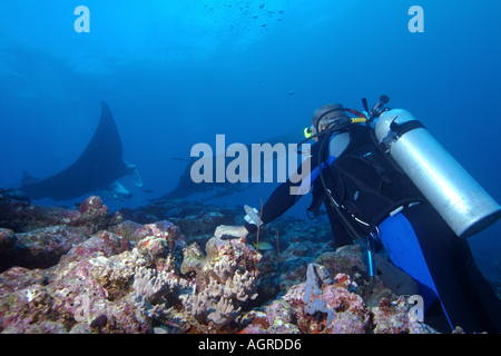 Malediven Nord male Atolls Lanka ein Taucher beobachten zwei riesigen Manta Ray-Manta Birostris rund um die Reinigung Stockfoto