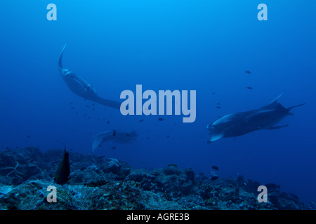 Malediven Nord male Atolls Lanka drei riesigen Mantarochen Manta Birostris um die Reinigungsstation benannt Mantapoint Stockfoto