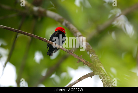 Red-capped Manakin, Pipra mentalis, im Regenwald des Burbayar Naturschutzgebiet, Republik Panama. Stockfoto