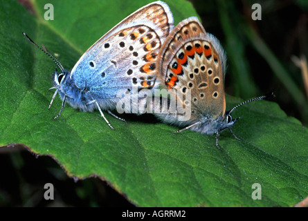 Adonis Blue Stockfoto