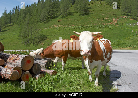 Kühe grasen am Straßenrand entlang einer Bergstraße im Salzkammergut, Österreich. Stockfoto
