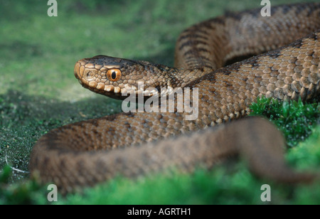 Addierer / Common Viper Stockfoto