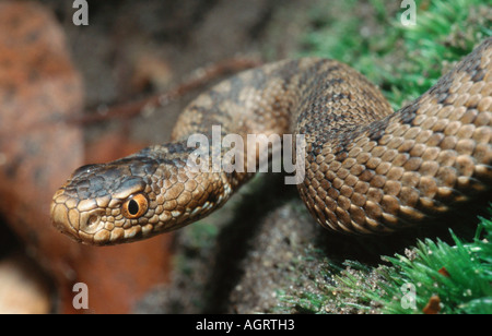 Addierer / Common Viper Stockfoto