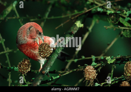 Weiß-winged Gegenwechsel / zwei verjährt Kreuzschnabel Stockfoto