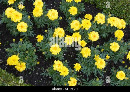 Gelbe Ringelblumen. Salzburg, Österreich. Stockfoto