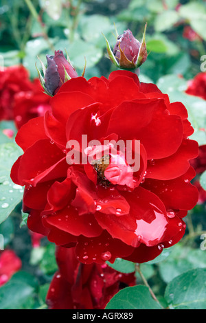 Rote Rose. Salzburg, Österreich. Stockfoto