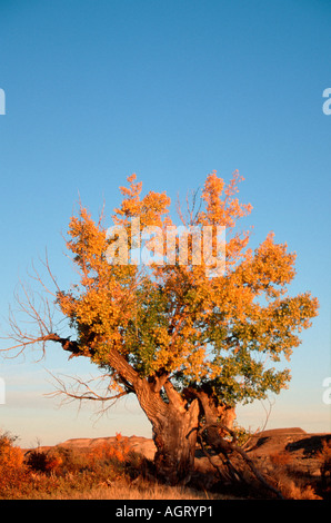 Alten Pappel Baum Stockfoto