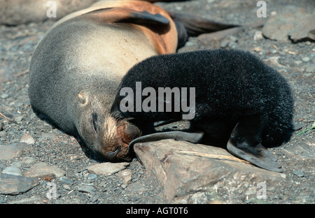 Antarktische Seebär Stockfoto