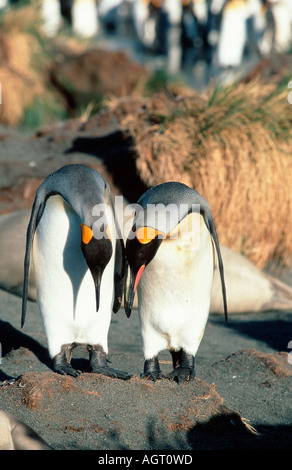 Königspinguin Stockfoto